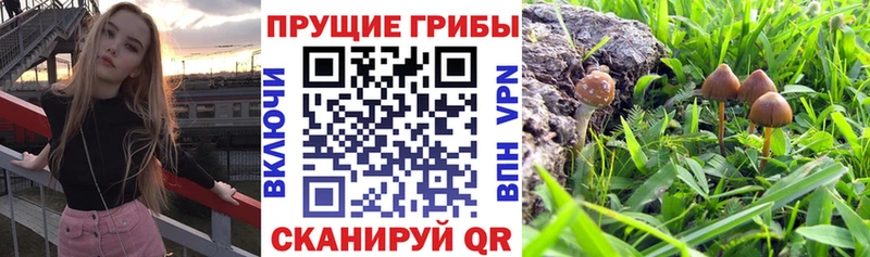 Псилоцибиновые грибы MAGIC MUSHROOMS Саранск